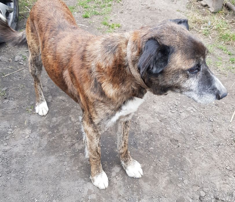 Pies znaleziony , Morawin, Gmina Ceków-Kolonia