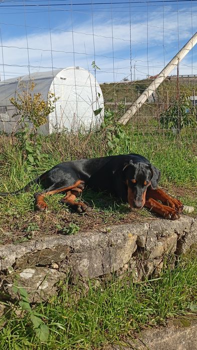 Macho procura namorada