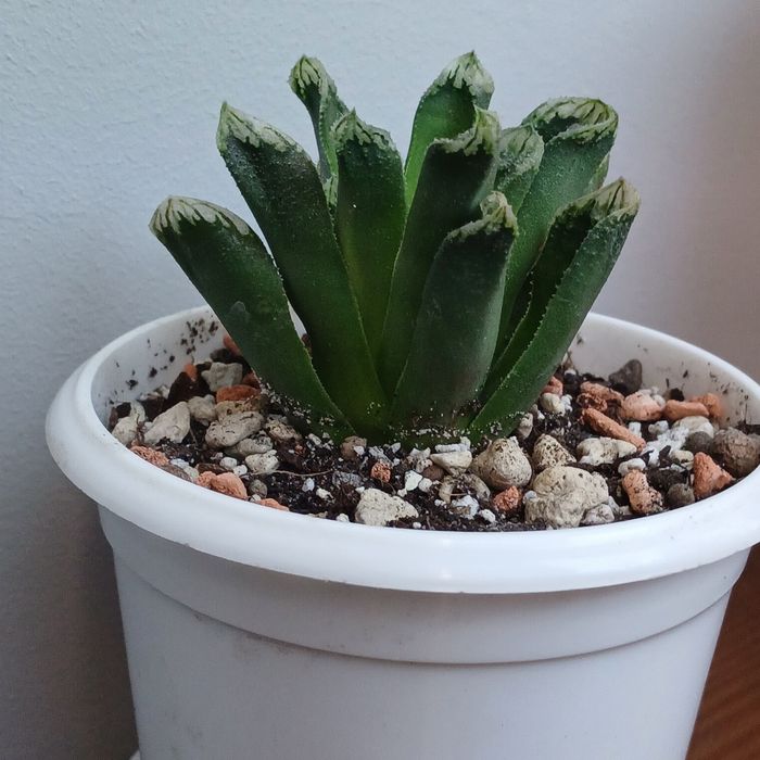 Сукулент .Хавортія гібрид.