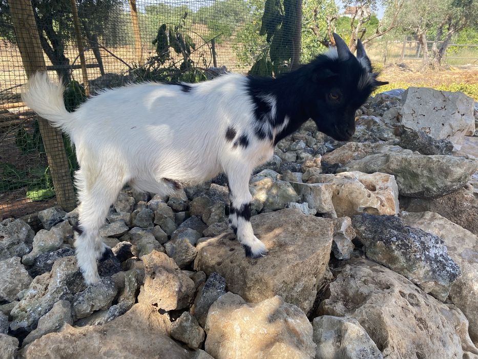 Cabras micro anãs (machos e femeas)