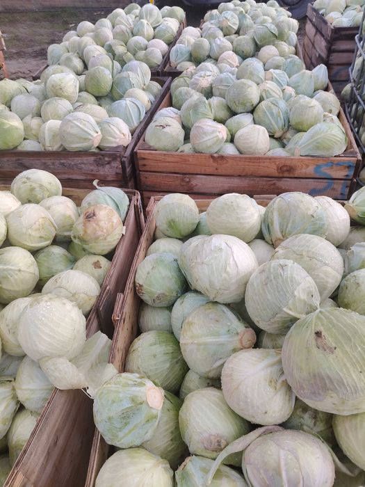 Kapusta odpadowa /uszkodzona/zmarźnięta