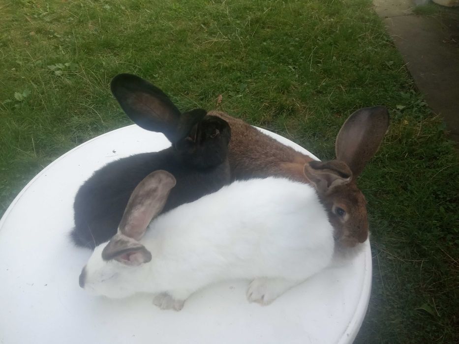 Mam do sprzedania króliki samce i samiczki