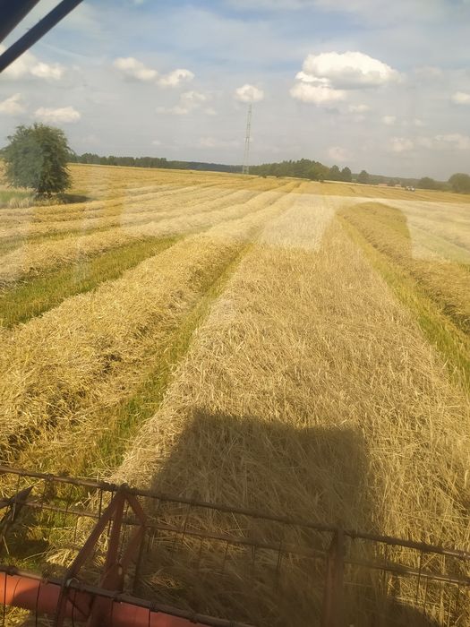 Żyto pszenżyto (ozime) z certyfikatem ekologicznym.