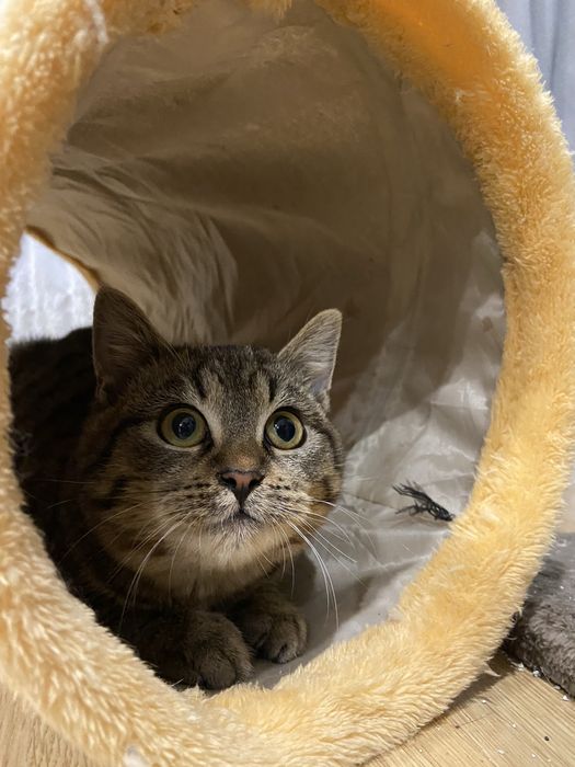 Szukamy domu! Nasturcja i Benio