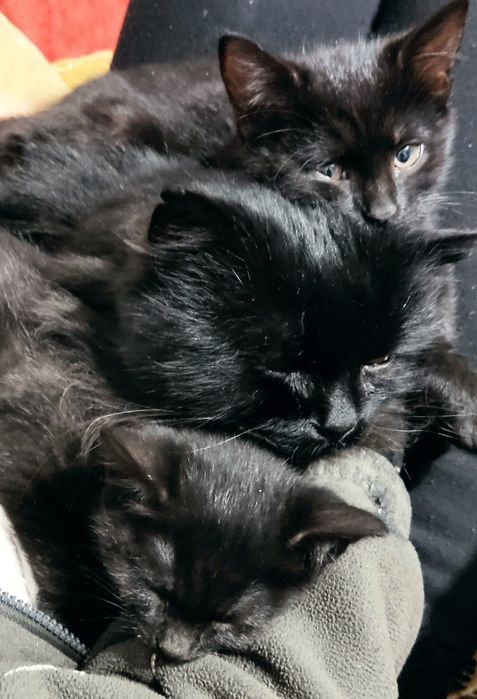 Віддам котиків у добрі руки.