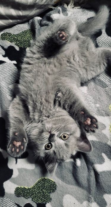 Kocurek Brytyjski Krótkowłosy Niebieski Kotek