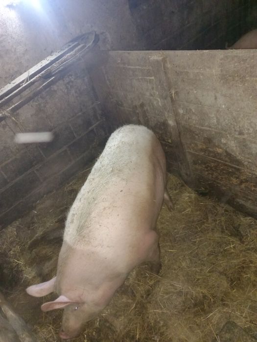 Witam sprzedam swinie