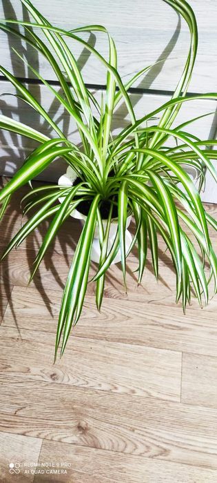 Хлорофитум пестрый и кудрявый