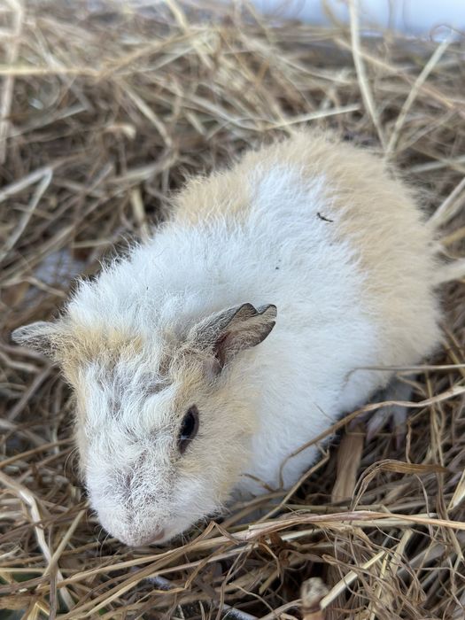 Casal us teddy raça rara