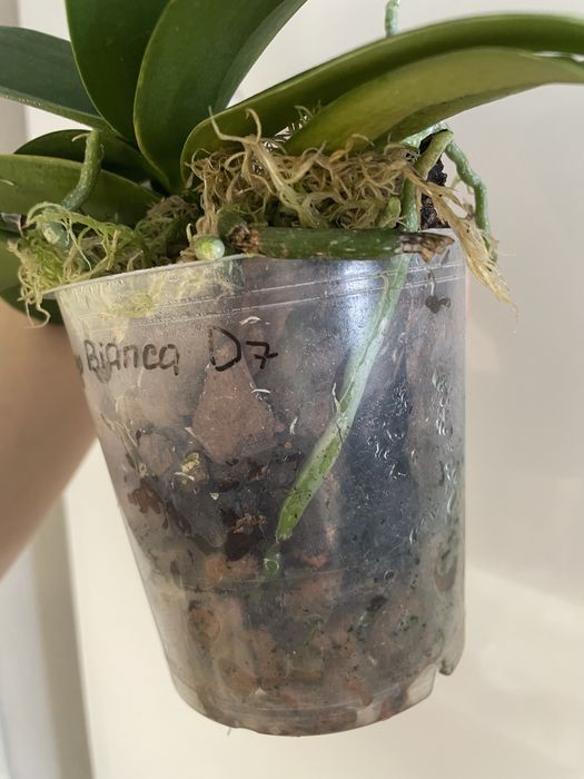 Soga Bianca сортова орхідея з 2 дітками