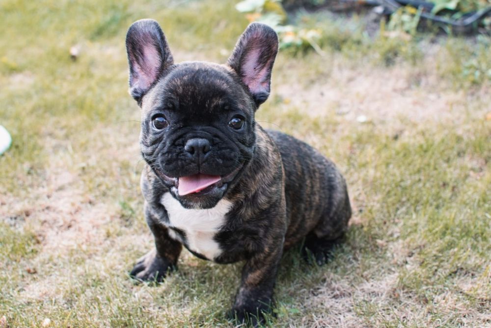 Buldog francuski-piękny piesek
