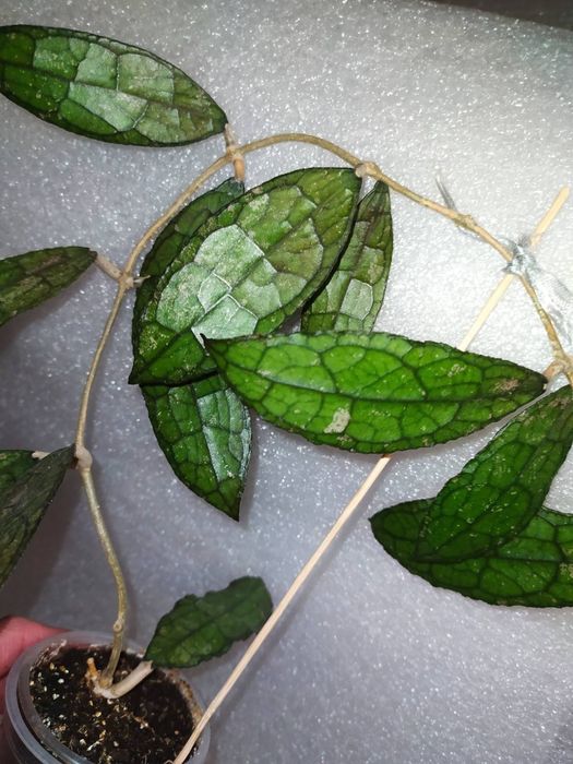 Хойї клеменсіорум Індонезія sp.Acheh..clemensiorum achehЖилистий кроко