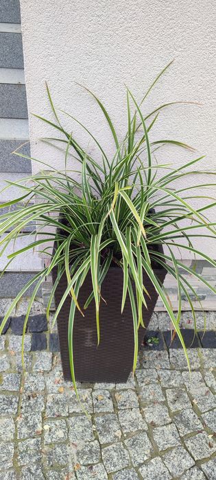 Turzyca trawa zimozielona