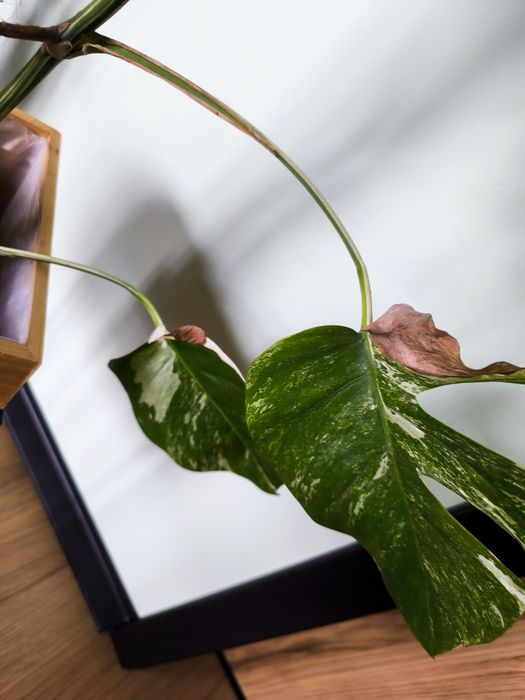 Monstera Thai Constellation