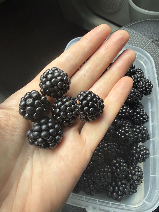 Продам свіжі ягоди ожини