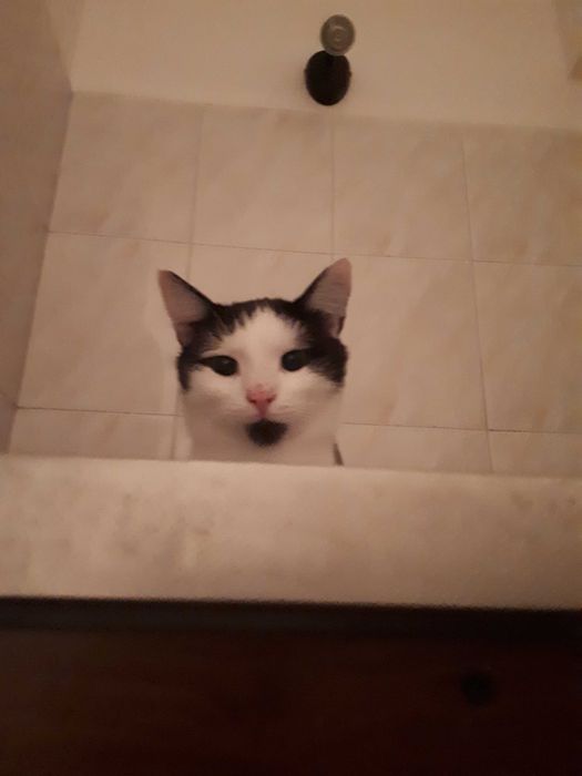 Podwójna Adopcja rodzeństwo