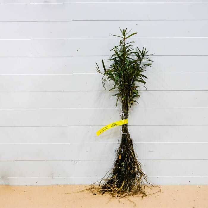 Rokitnik pospolity kopany z gruntu