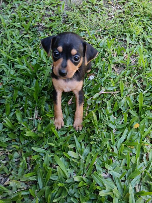 Fêmea pinscher linda