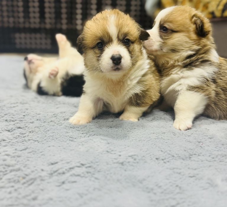 Коргі КСУ Одеса