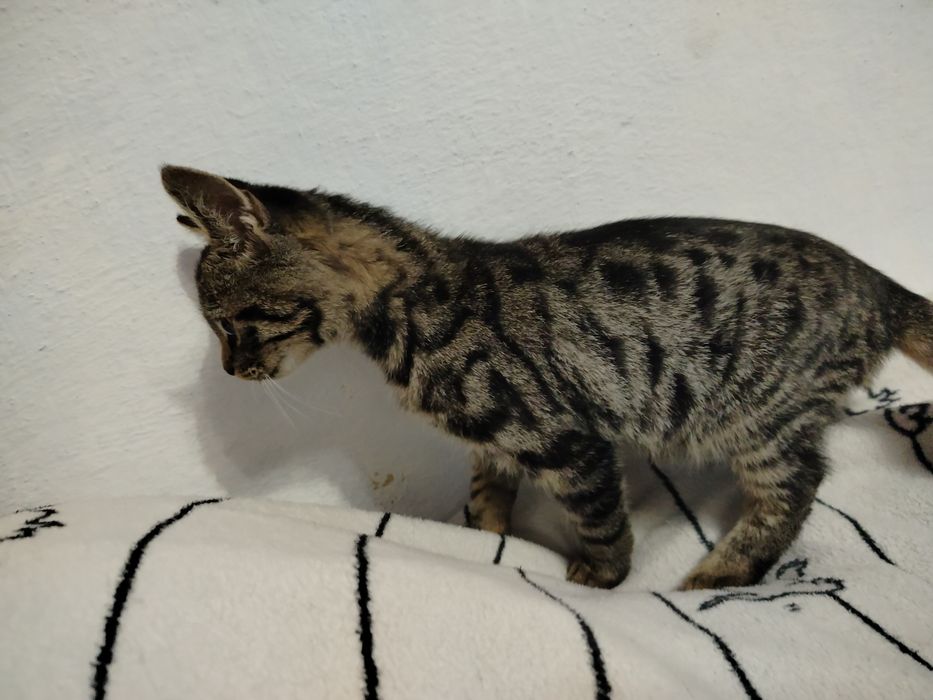 Котик, хлопчик, табі