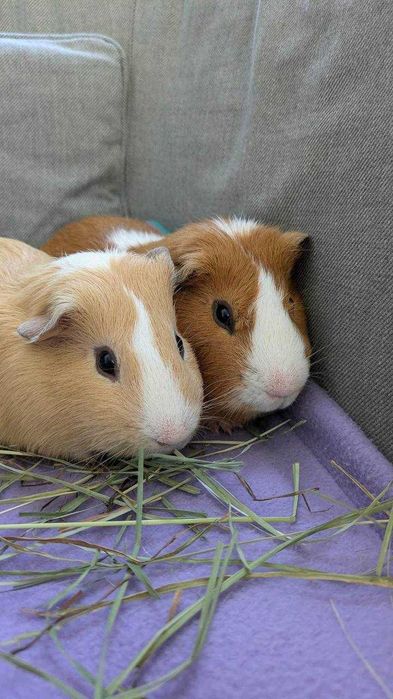 Морские свинки различных пород и окрасов, невероятно ручные и нежные