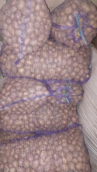 Дрібна картопля на корм