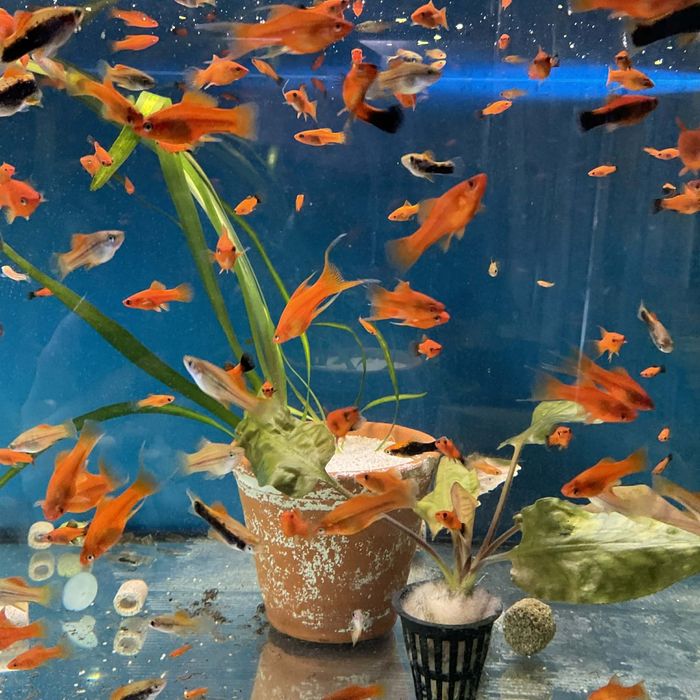 Rybki akwariowe mieczyki mieczyk