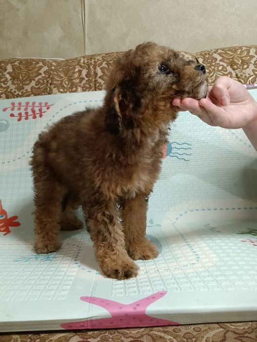 Пудель мініатюра (дівчинка)