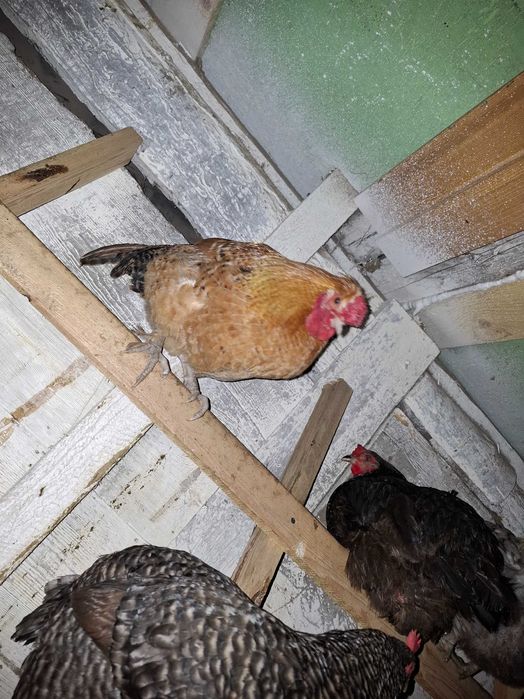 Sprzedam koguty z wiosny 2025 roku