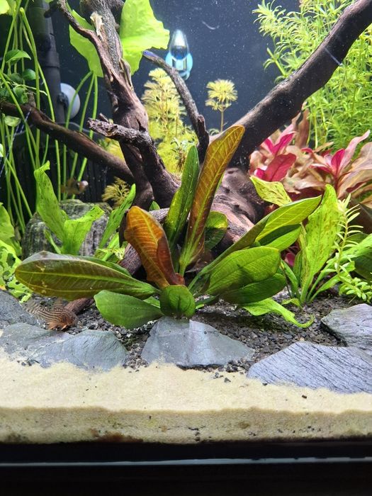 Rosliny akwariowe, moczarka, limnophila, rotala- Sprzedam lub zamienię