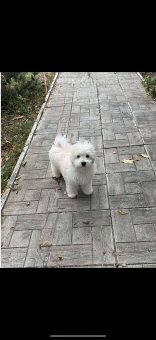 В добру Родину Цуцuku Мальтипу | мальтіпу