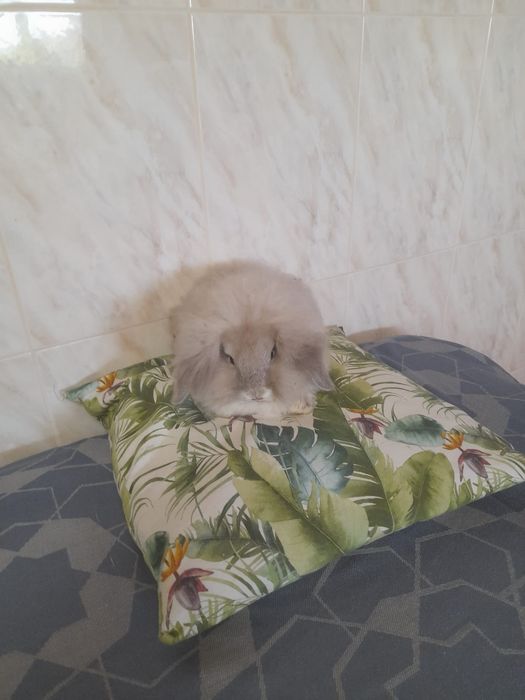 Coelhos anões Mini Lop