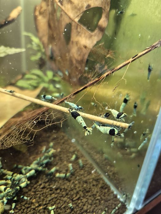 Krewetki Tai Mosura Black Shadow