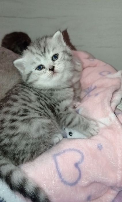 Кошенята шотландські сріблясті  фолд страйт