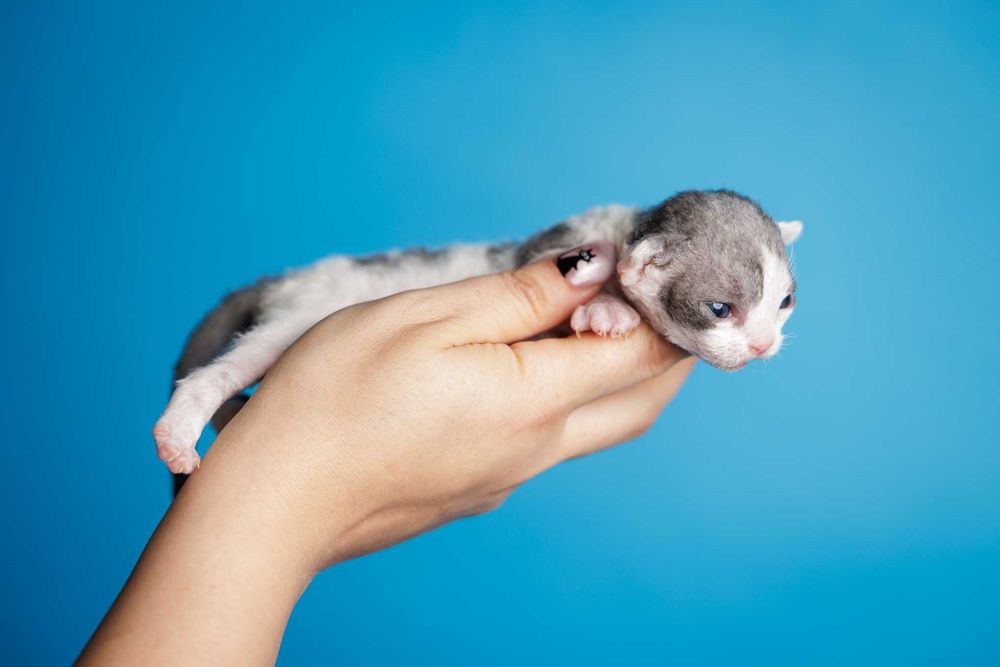 Devon Rex* Chłopczyk* Niebieski arlekin