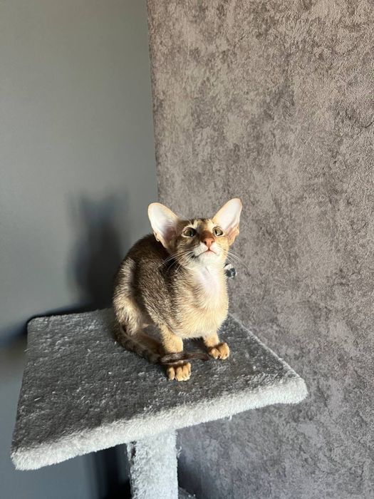 Ориентальный котик ищет дом