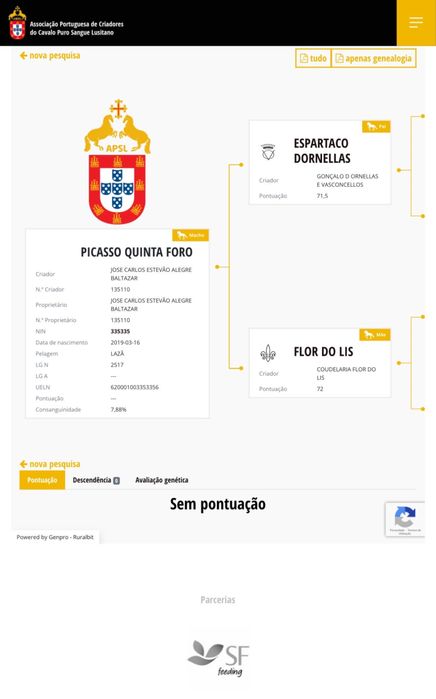 Cavalo Puro Lusitano