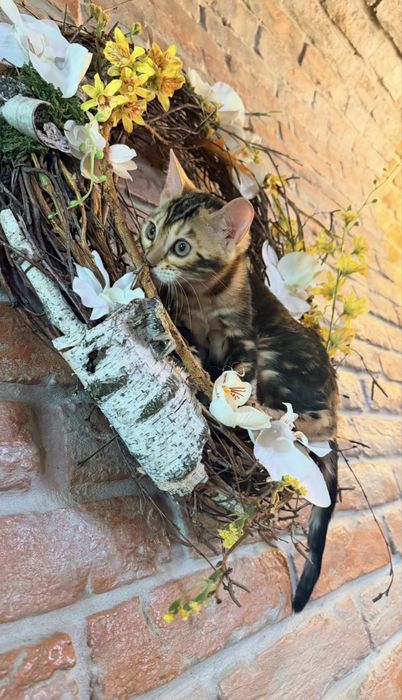 Бенгальське кошеня