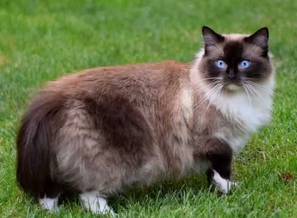 Ragdoll kotka  JOWI po przebadanych rodzicach