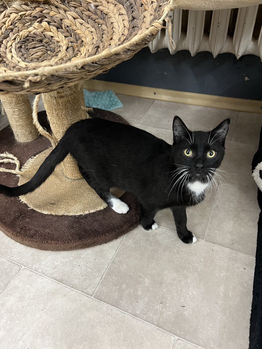 Kokosanka 9 miesieczna kotka