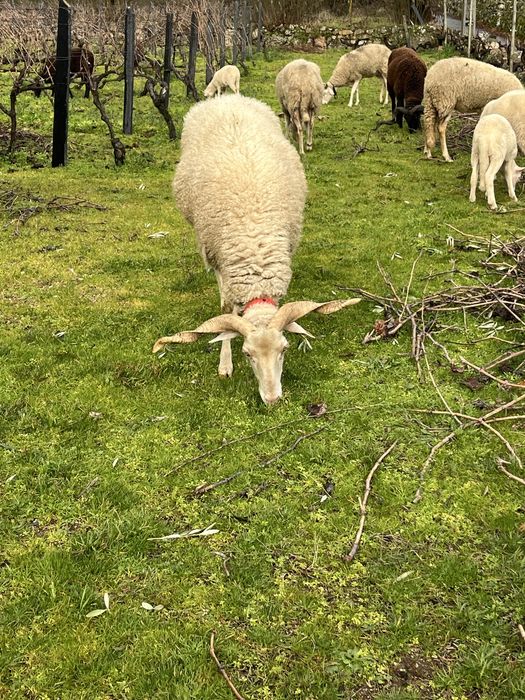 Ovelha bordaleira nova