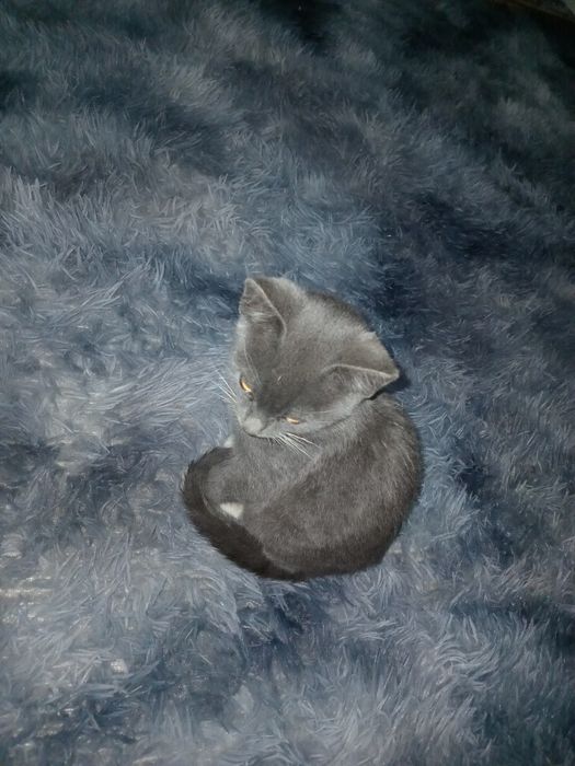 Котёнок мальчик.