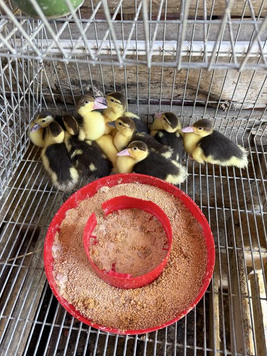 Perus e patos novos