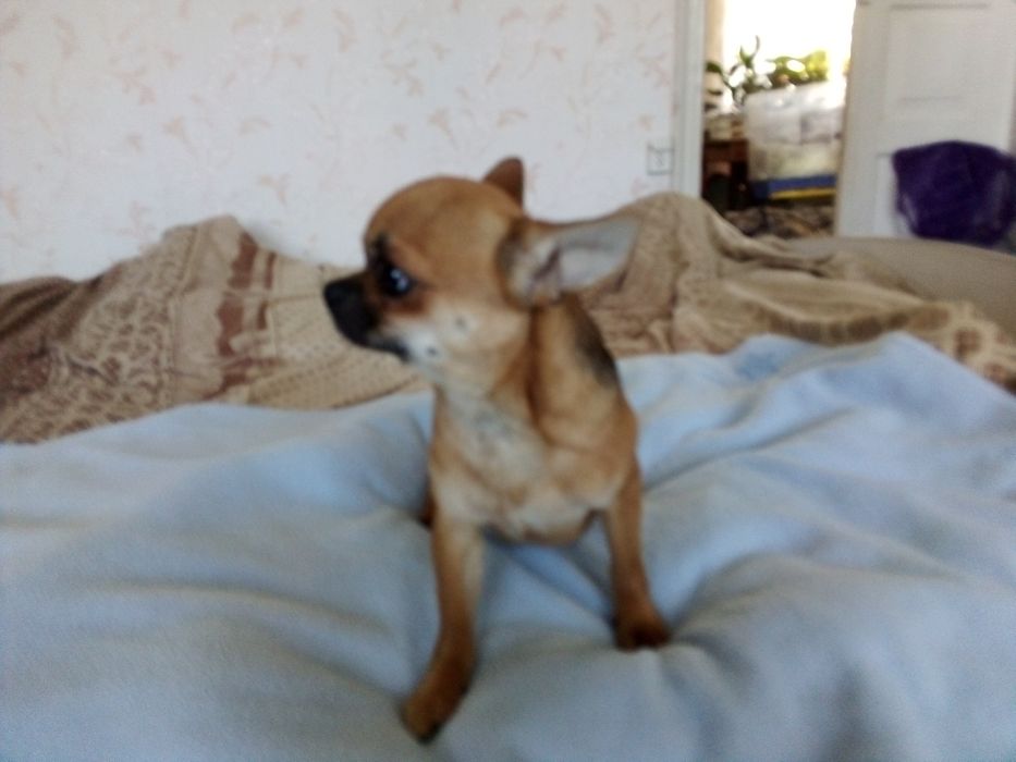 В'язка чистокровный кобель. Чихуа-хуа