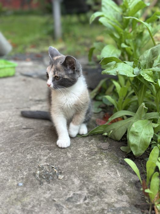 Кіт, кішка, котенята, кицька