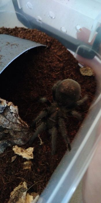 Grammostola Pulchra Samica