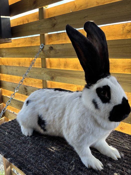 Królik olbrzym srokacz czarny samica