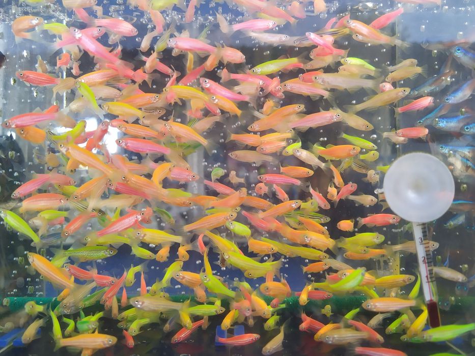 Неон, данио, тернеция гло и др. аквариумные рыбки
