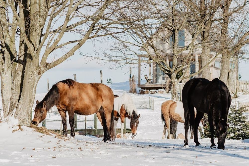 Domek nad jeziorem, SPA na wyłączność, konie, Kaszuby