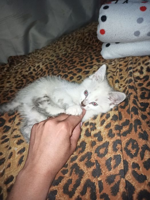 Кошенята дівчата